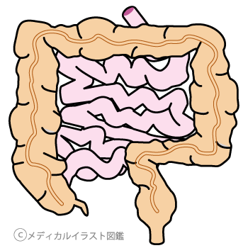 大腸・小腸の障害